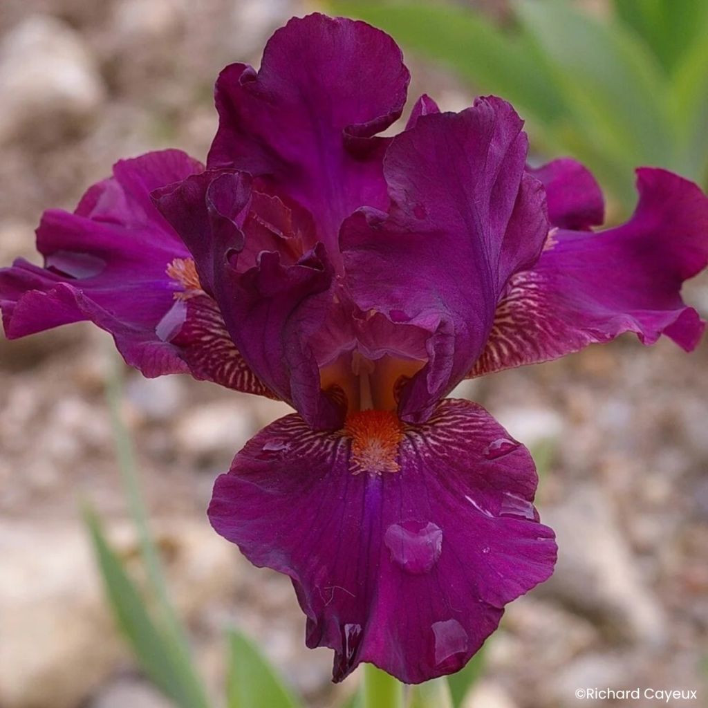Iris germanica Revved Up Rose - Bearded Iris