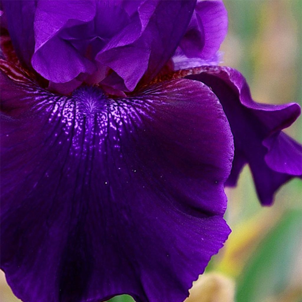 Iris Rosalie Figge - Tall Bearded Iris