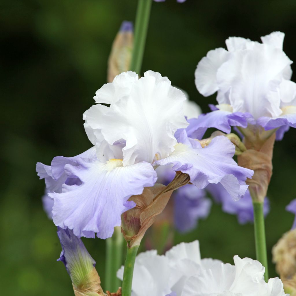 Iris germanica Skylark's Song - Bearded Iris