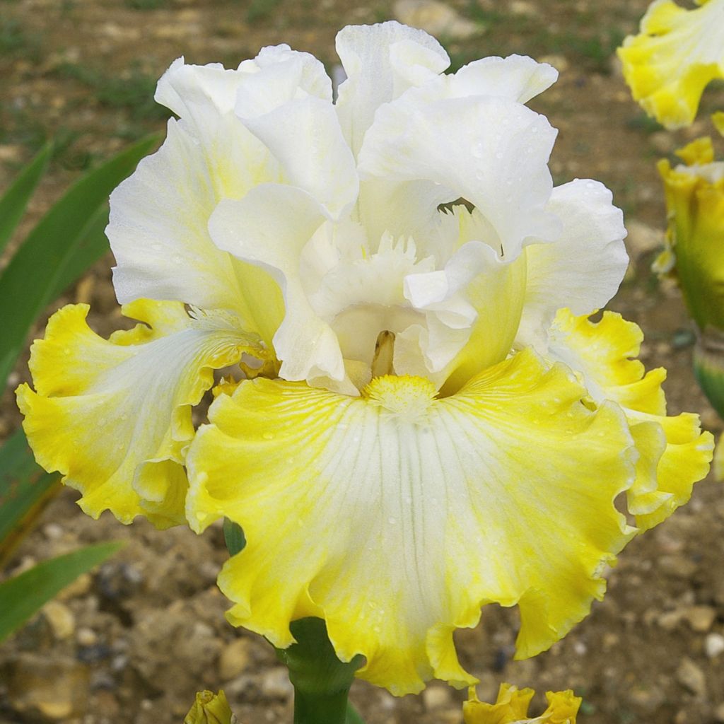Iris Smiling Faces - Tall Bearded Iris