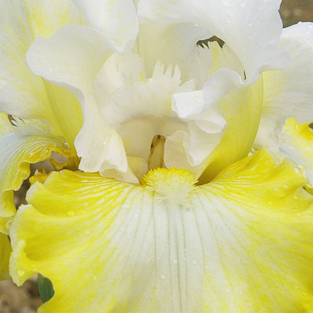 Iris Smiling Faces - Tall Bearded Iris