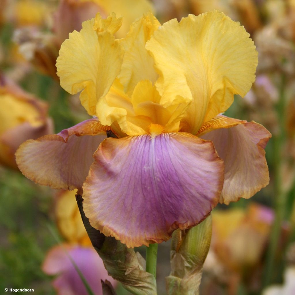 Iris Sunset Sky - Tall Bearded Iris