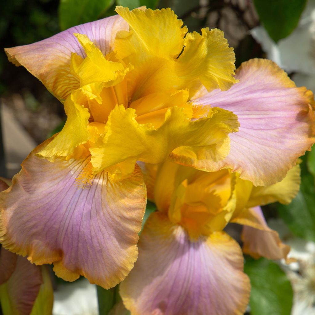 Iris Sunset Sky - Tall Bearded Iris