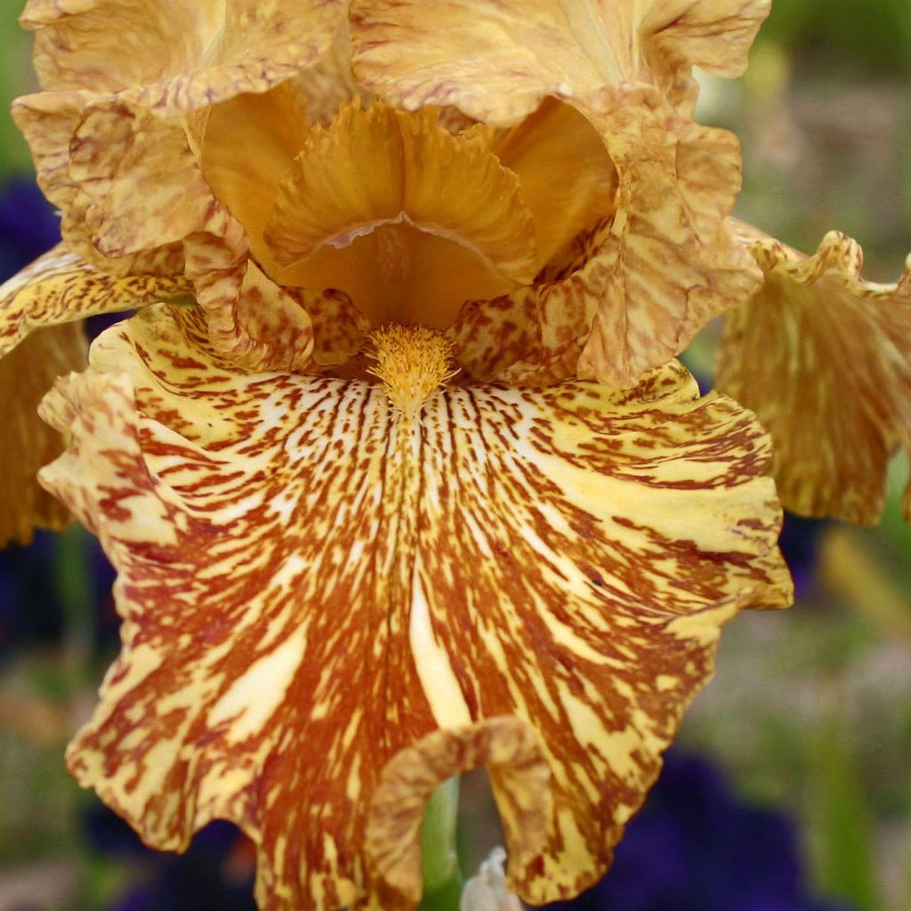 Iris Tiger Honey - Tall Bearded Iris