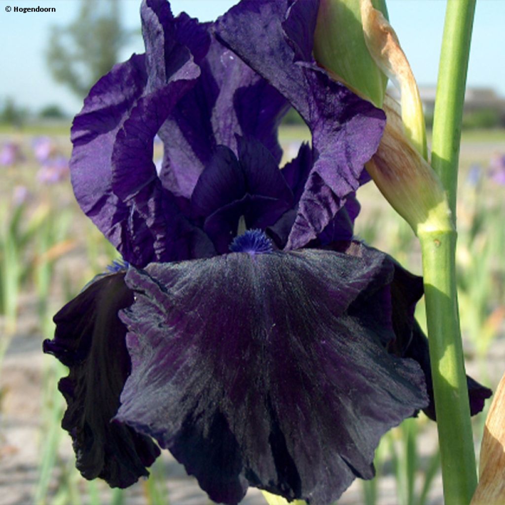 Iris Tuxedo - Bearded Iris