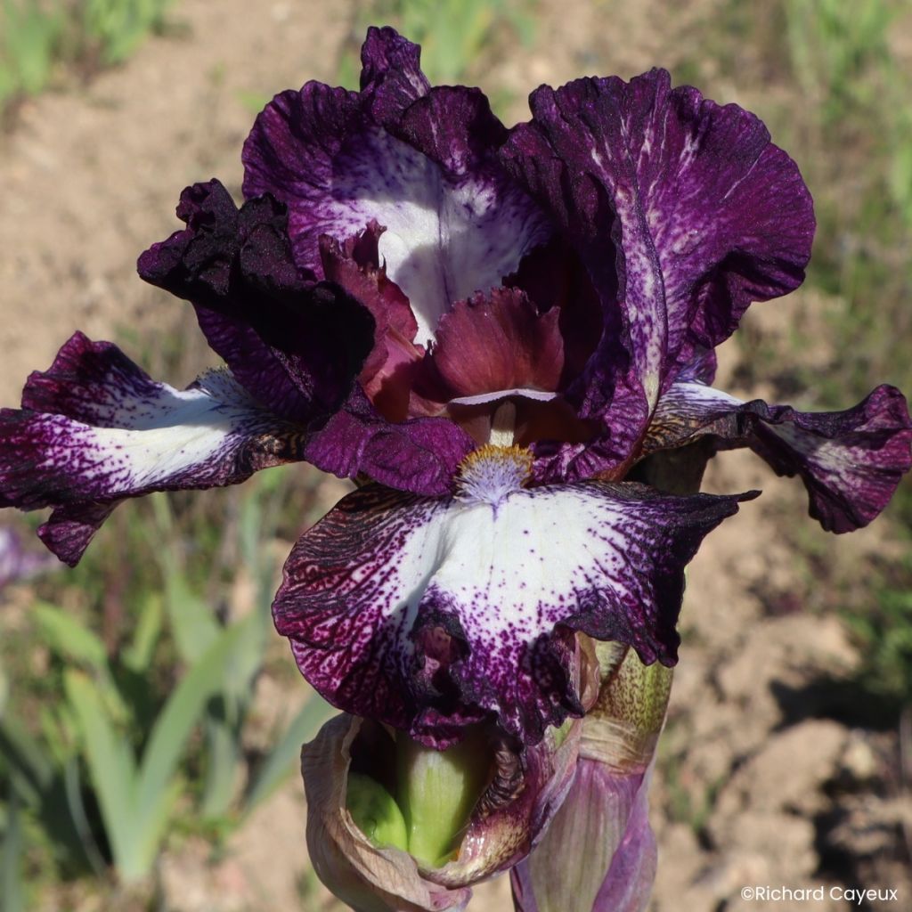 Iris germanica Vitrail - Bearded Iris