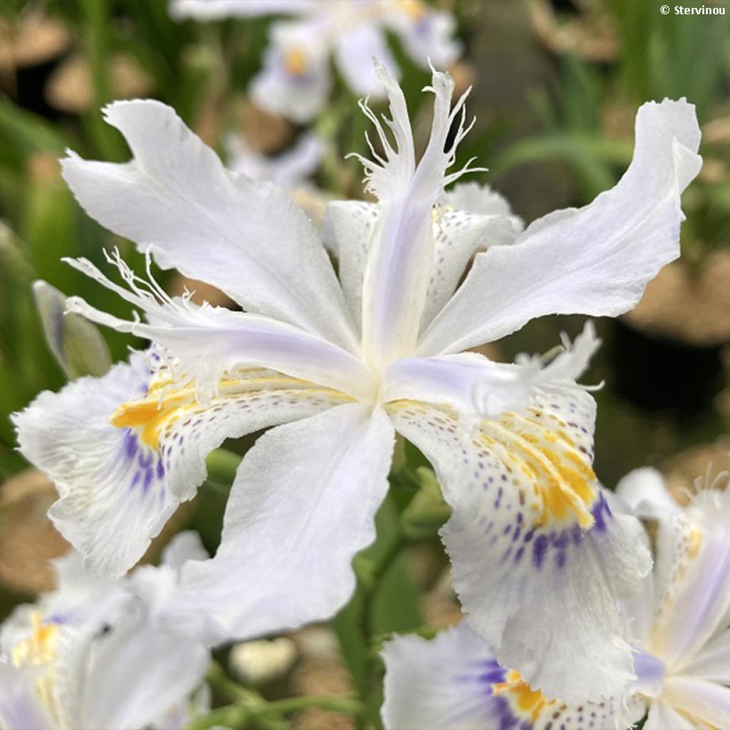 Iris japonica