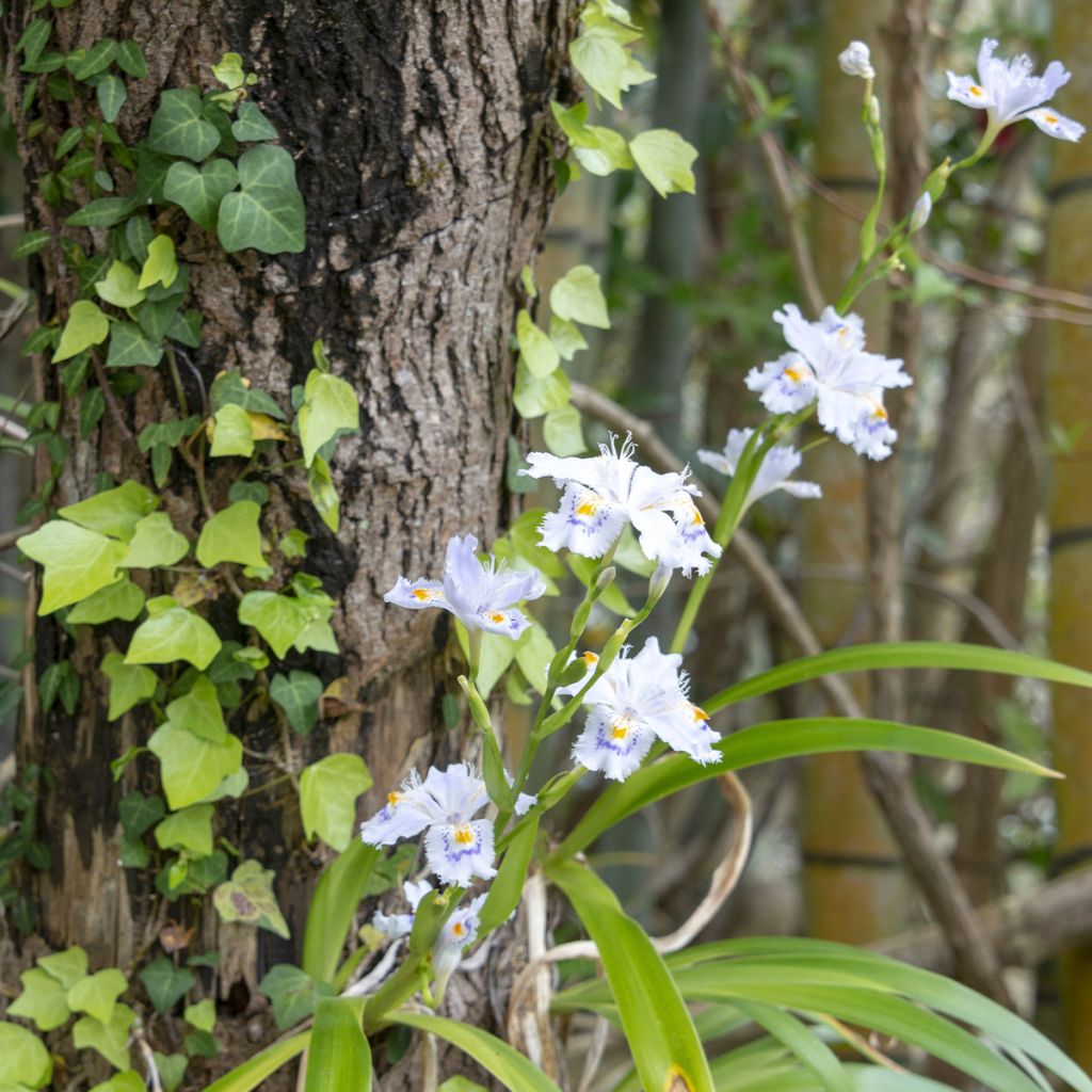 Iris japonica
