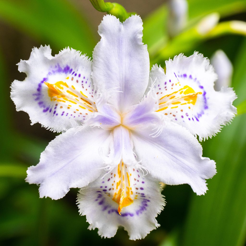 Iris japonica