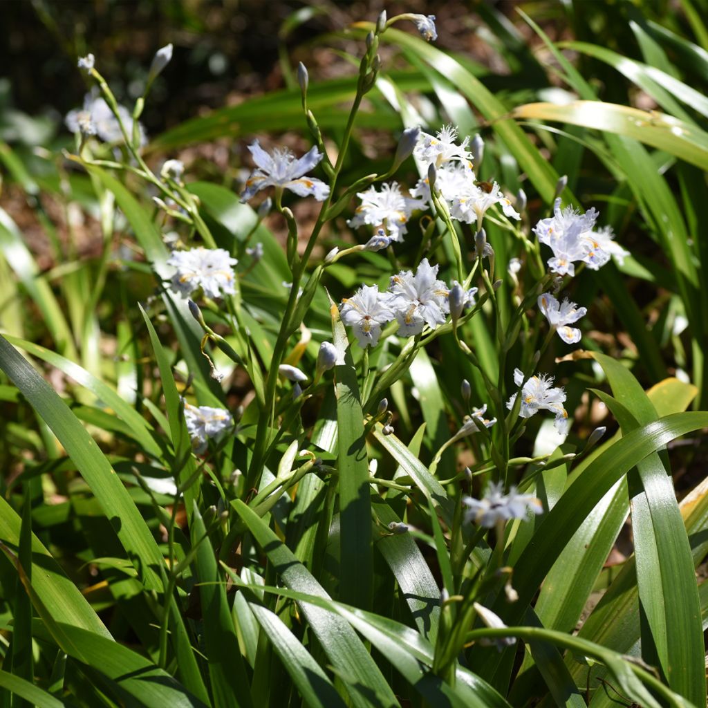 Iris japonica