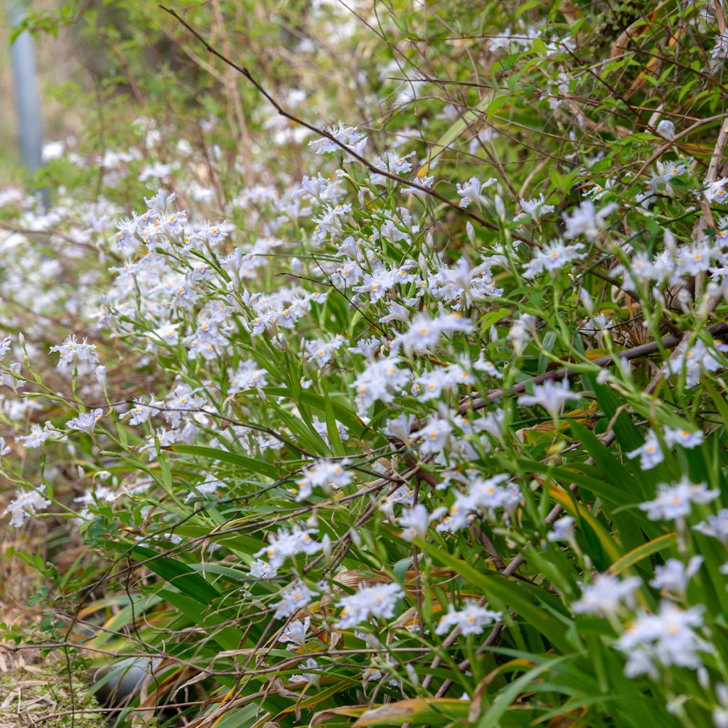 Iris japonica