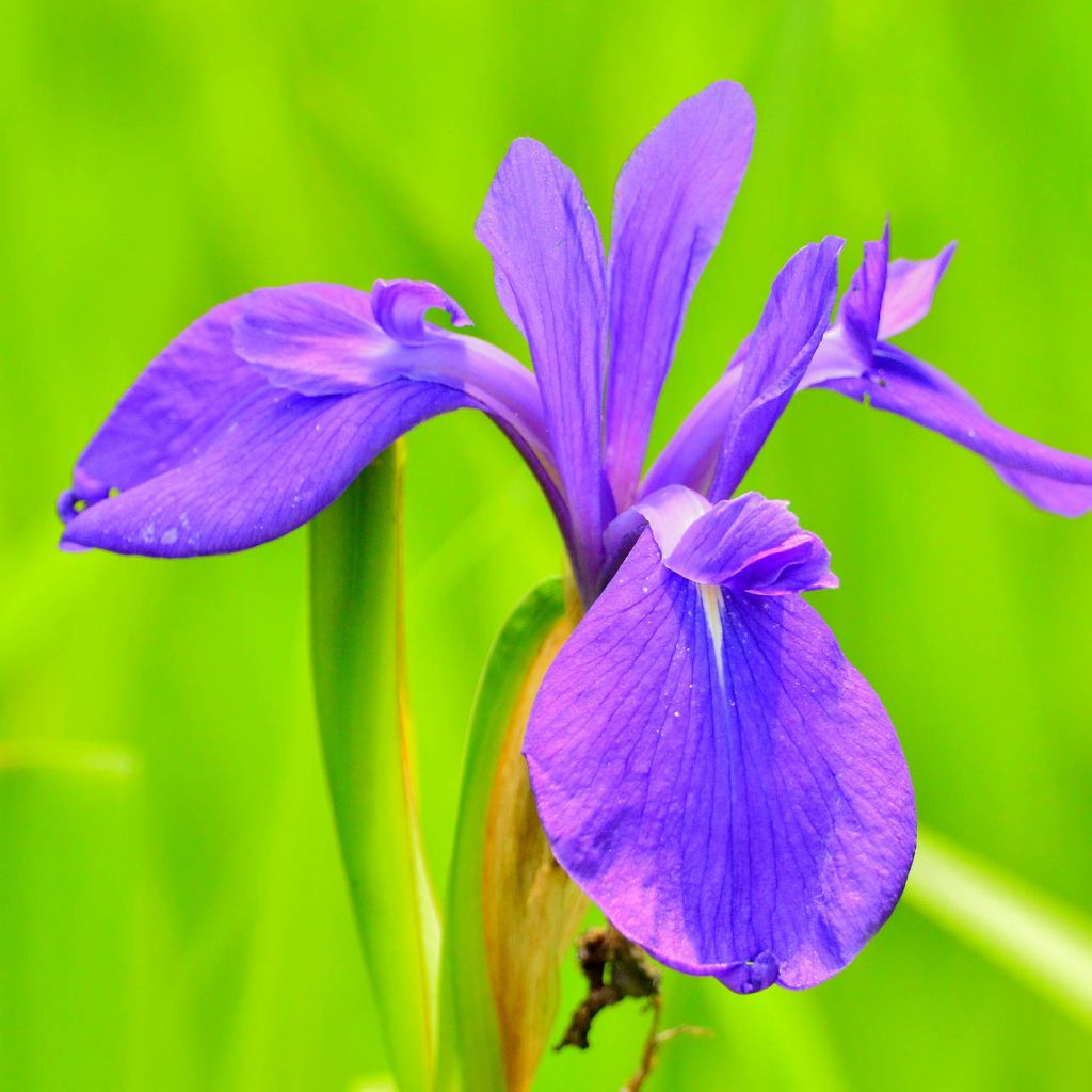 Iris laevigata - Water Iris