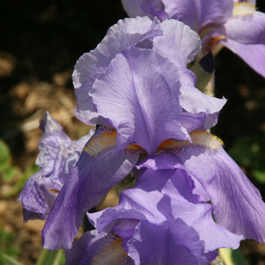 Iris pallida Variegata - Sweet Iris