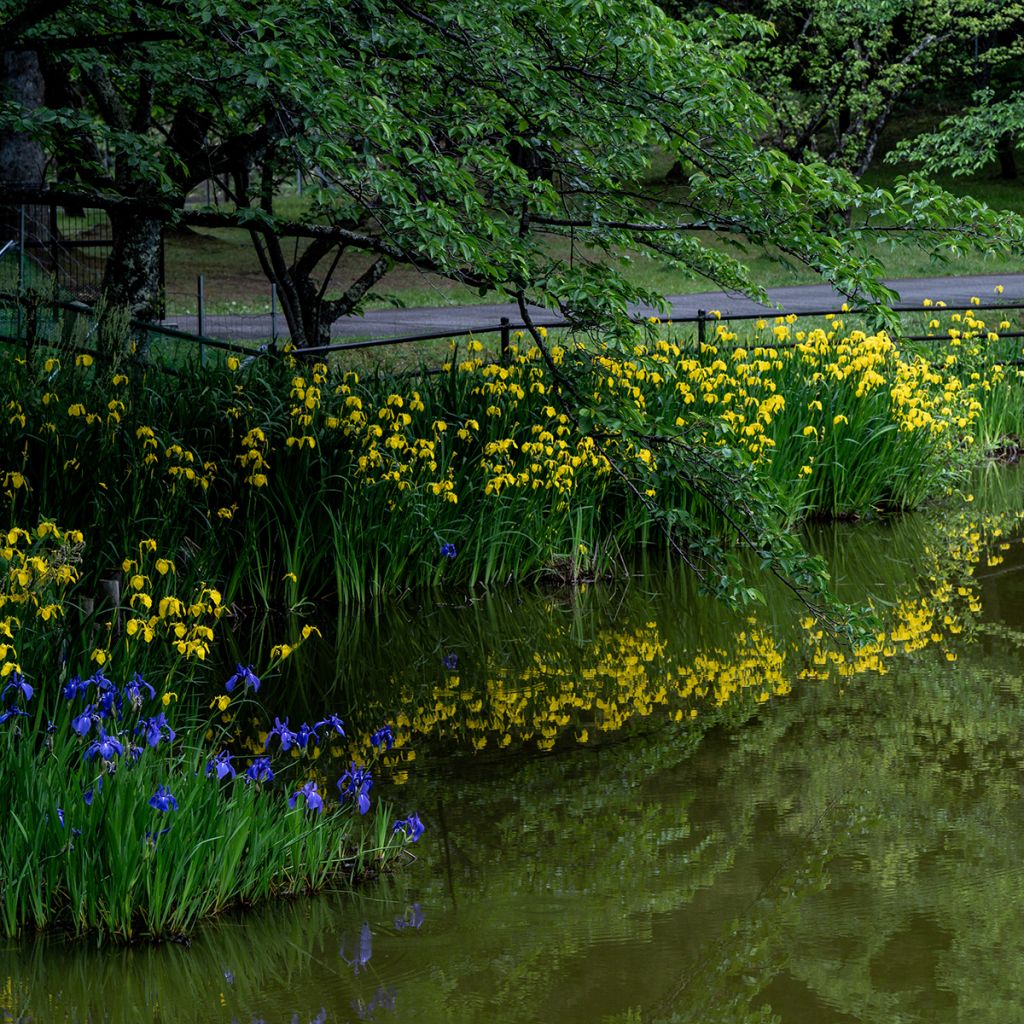 Iris pseudacorus - Yellow Flag
