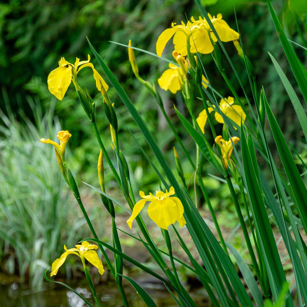 Iris pseudacorus - Yellow Flag