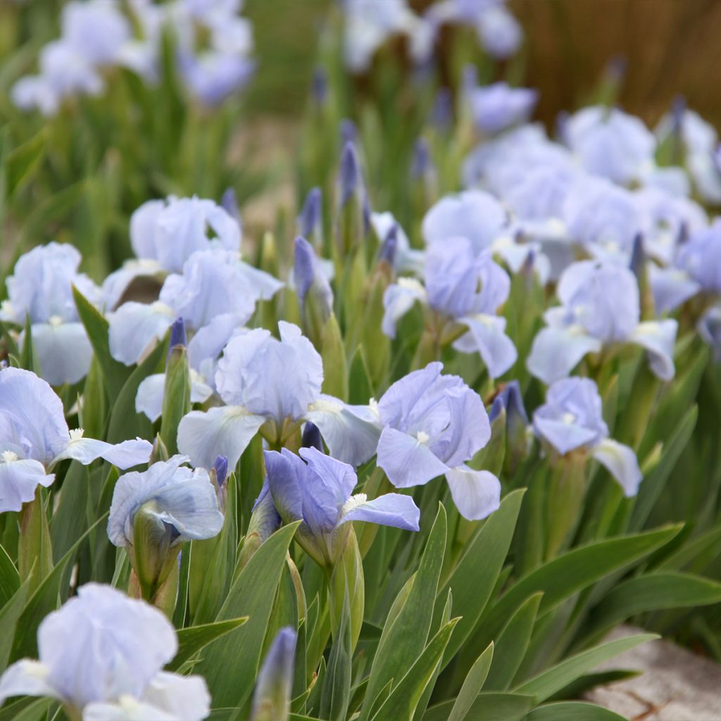 Iris Azurea - Dwarf Iris