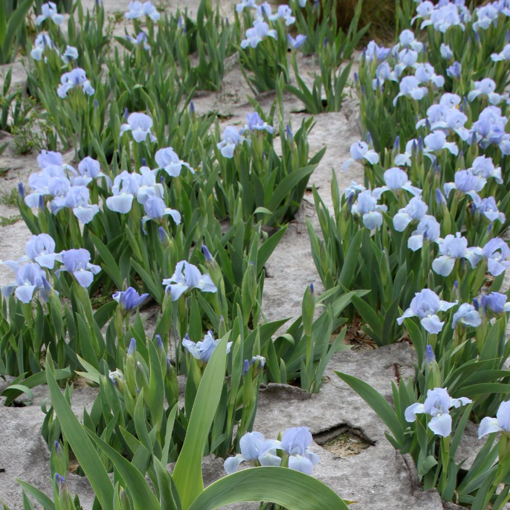 Iris Azurea - Dwarf Iris