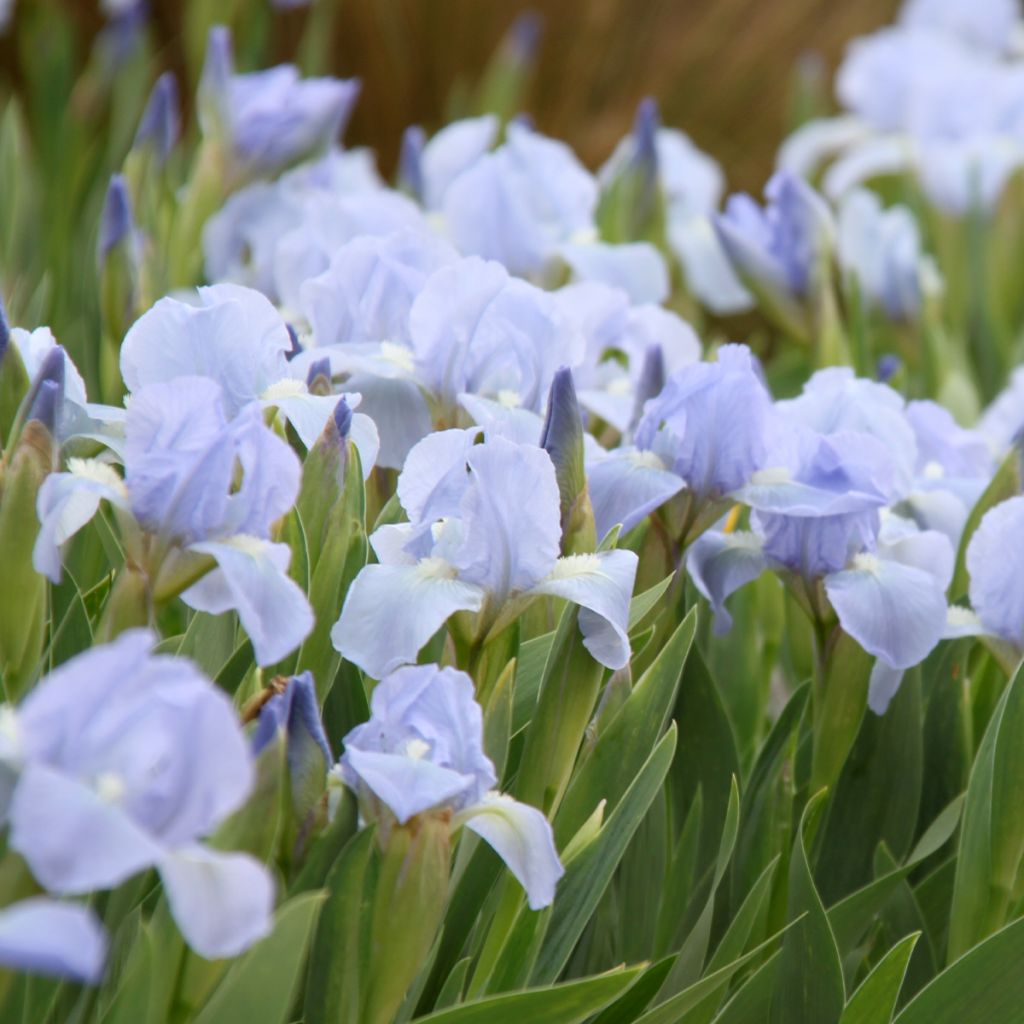 Iris Azurea - Dwarf Iris