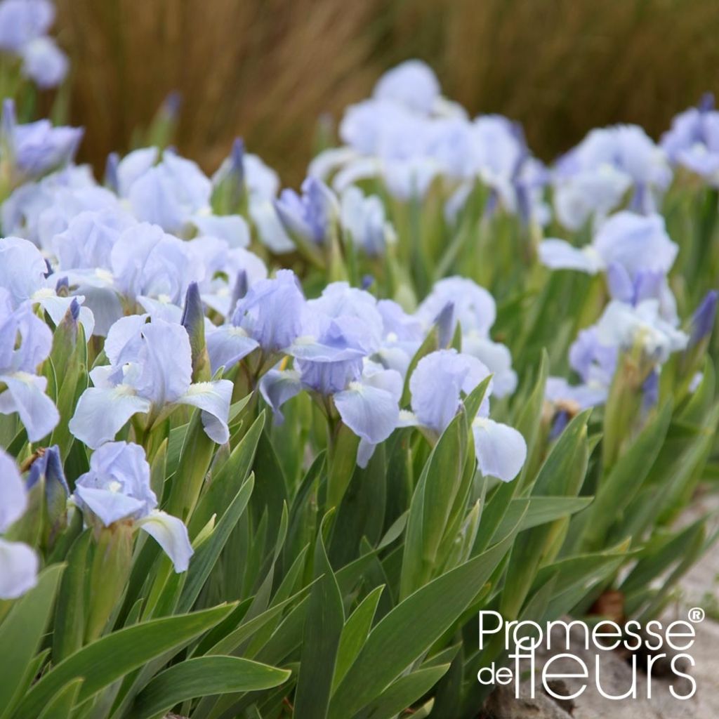 Iris Blue Denim - Dwarf bearded Iris