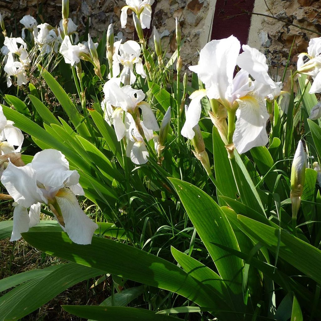 Iris pumila Bright White - Dwarf bearded Iris