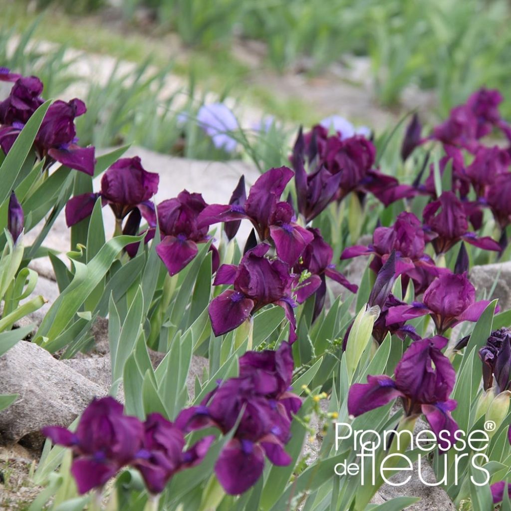 Iris Cherry Garden (SDB)