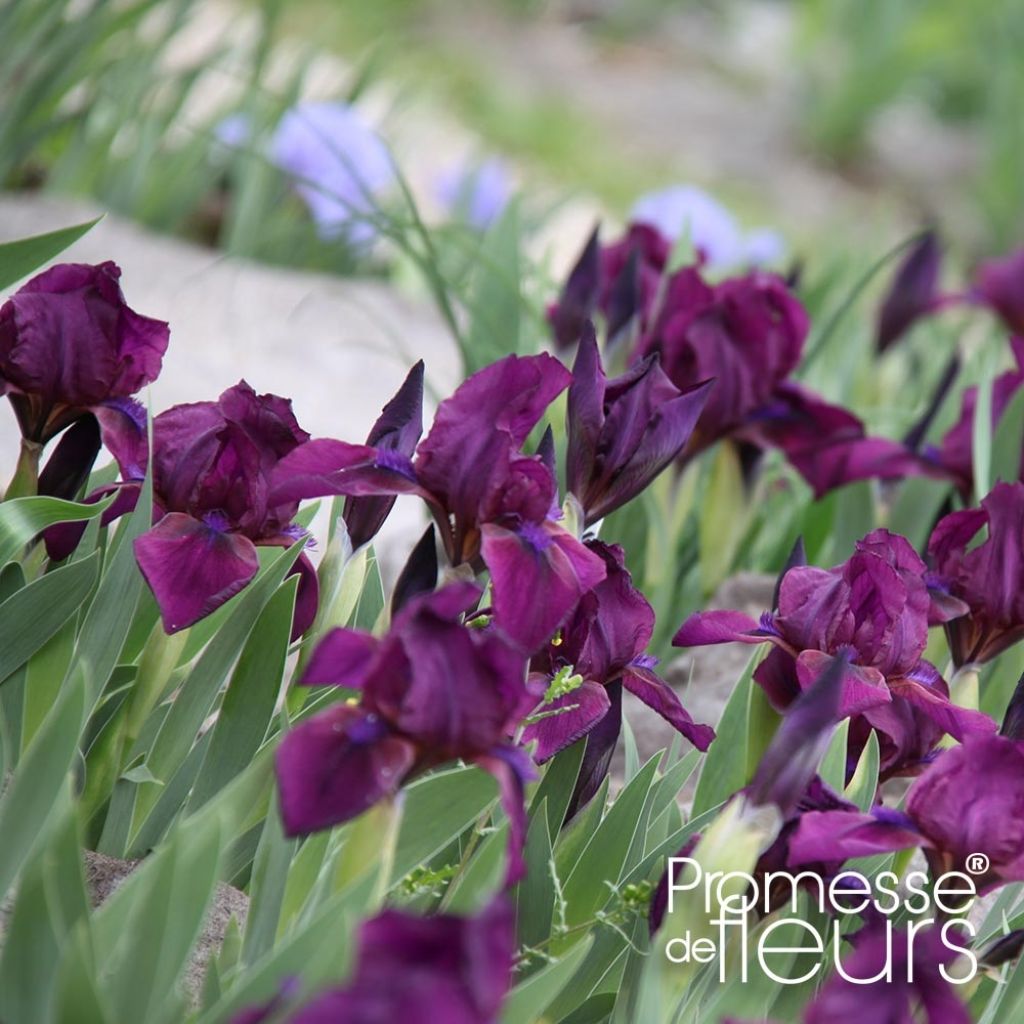 Iris Cherry Garden (SDB)