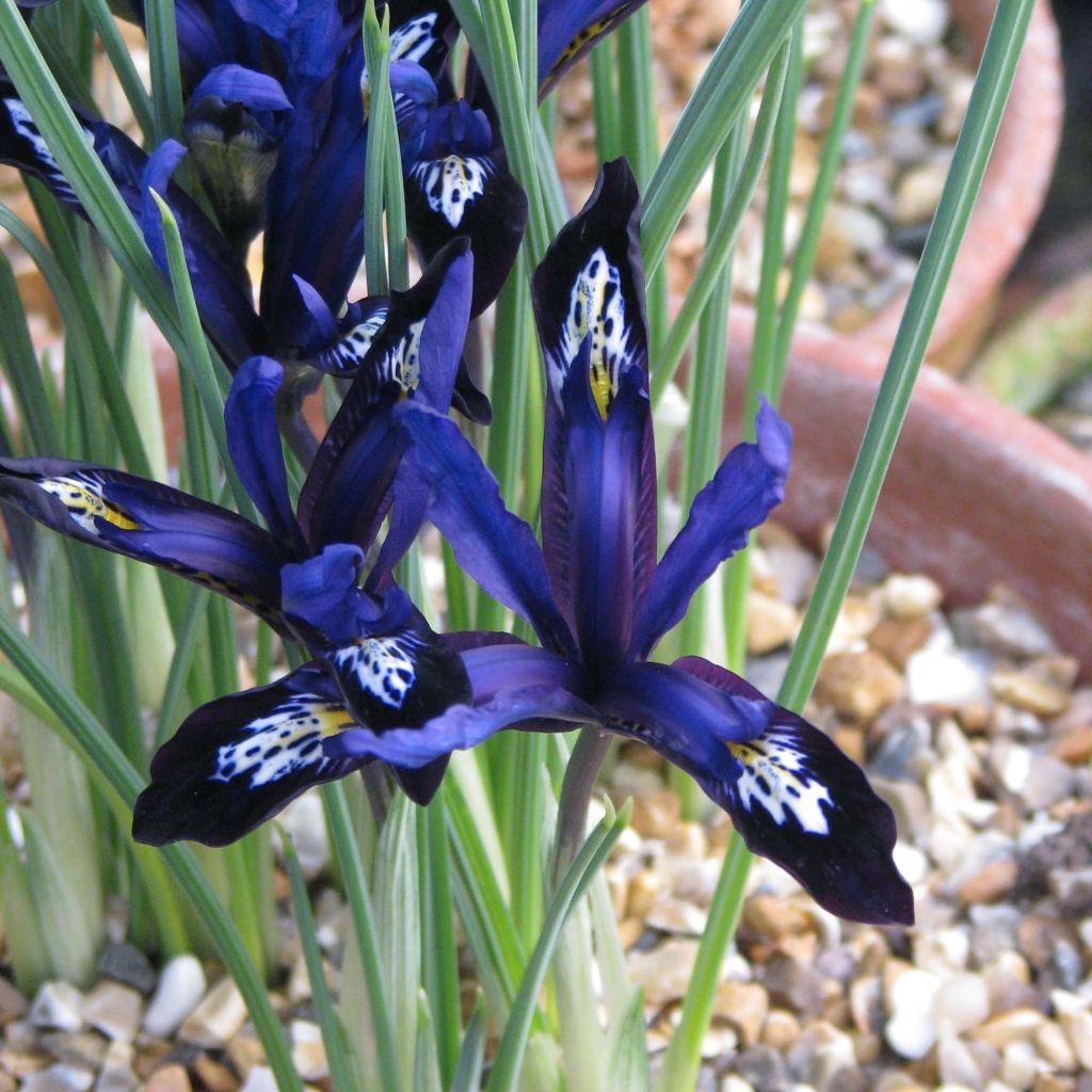 Iris reticulata Blue Note - Netted iris