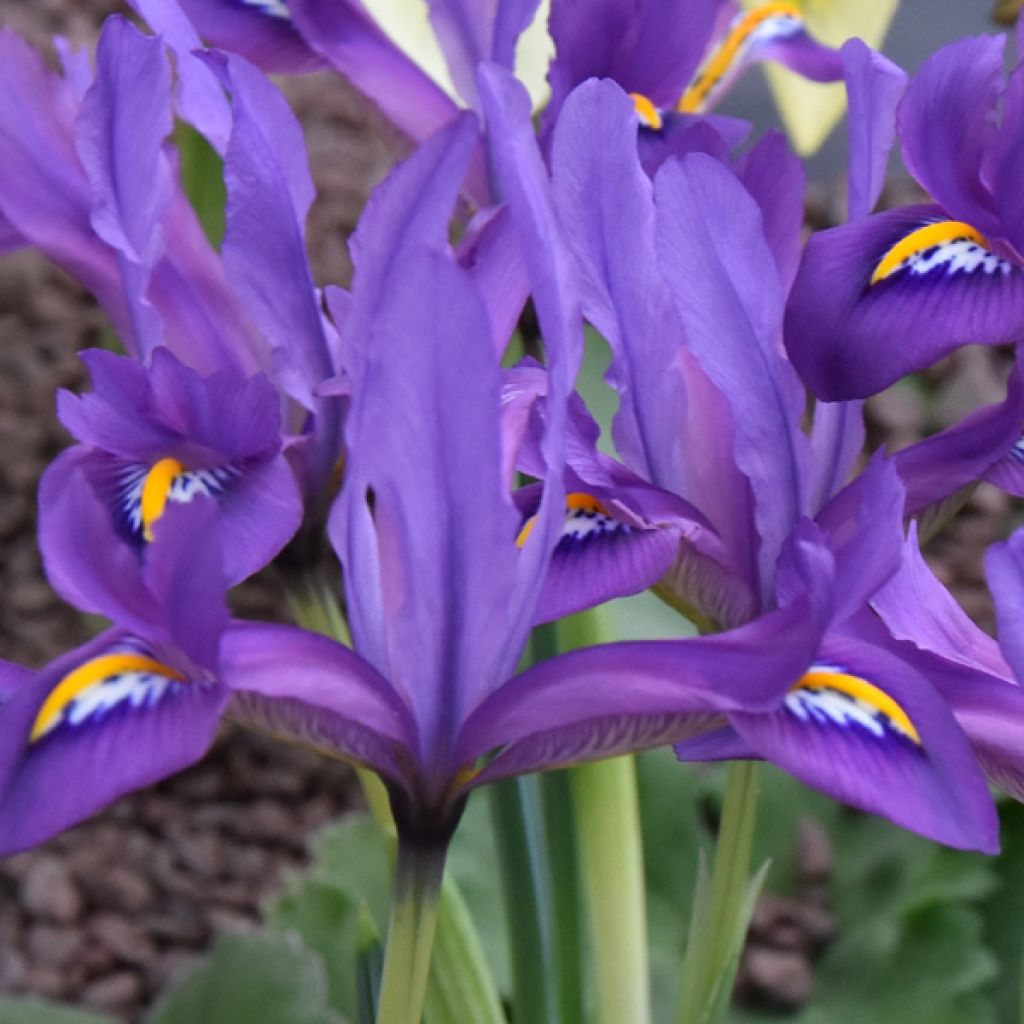 Iris reticulata Scent Sational