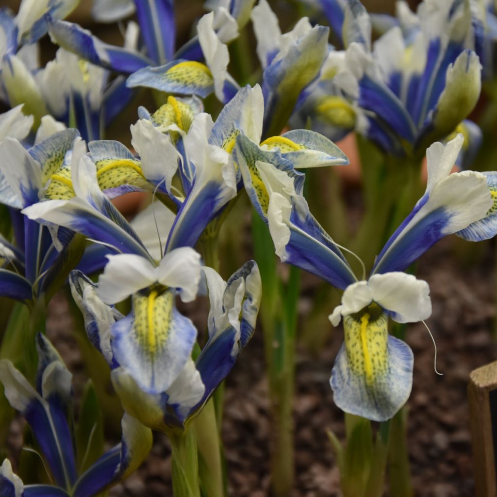 Iris reticulata Sea Breeze - Netted iris