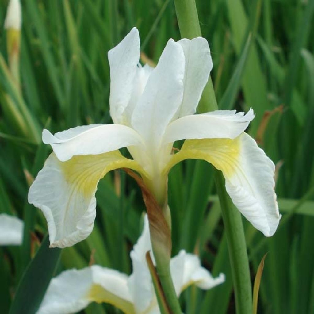 Iris sibirica Snow Queen - Siberian Iris