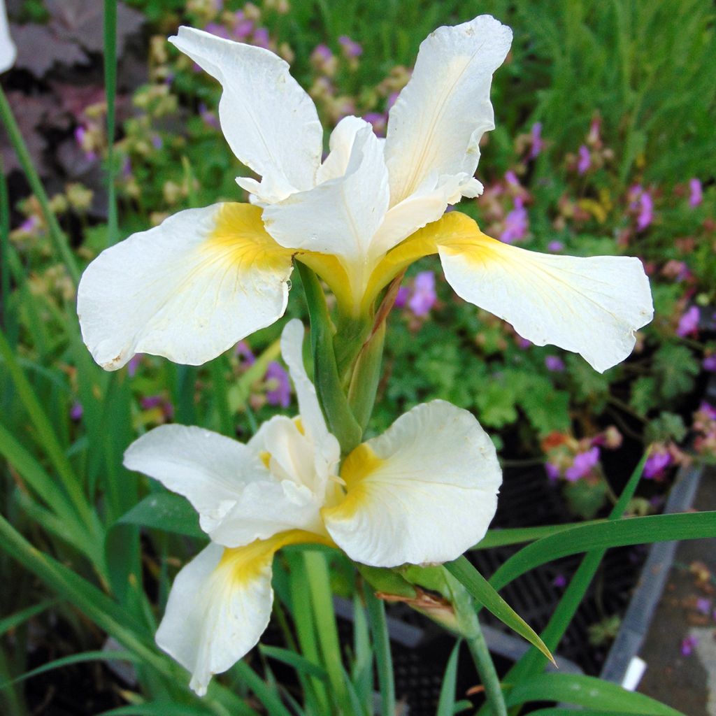 Iris sibirica Snow Queen - Siberian Iris