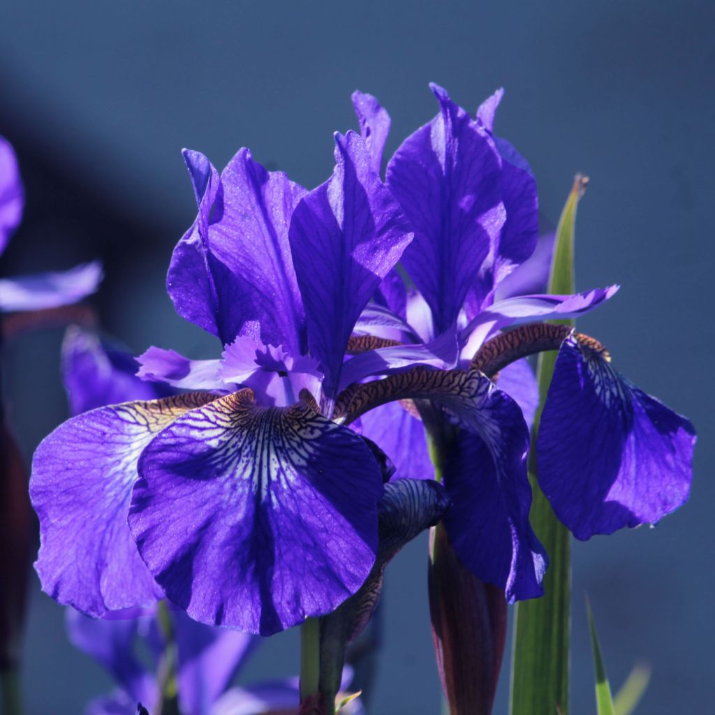 Iris sibirica Blue King - Siberian Iris