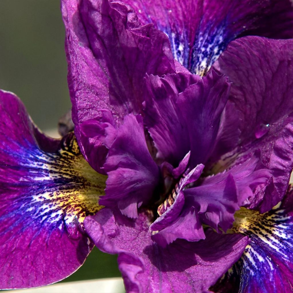 Iris sibirica Bundle of Joy - Siberian Iris