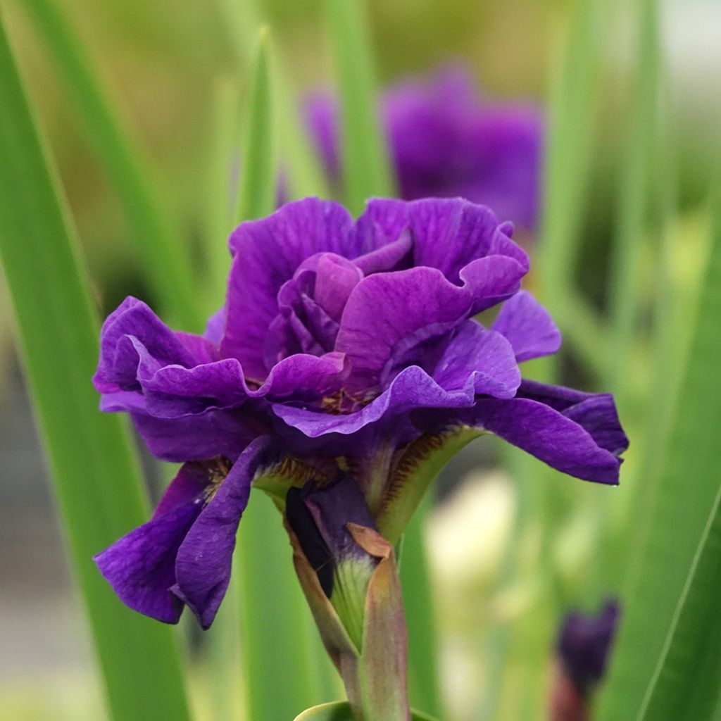 Iris sibirica Concord Crush - Siberian Iris