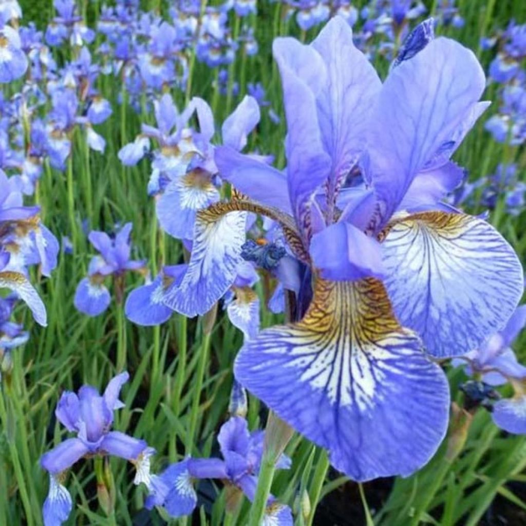 Iris sibirica Persimmon - Siberian Iris