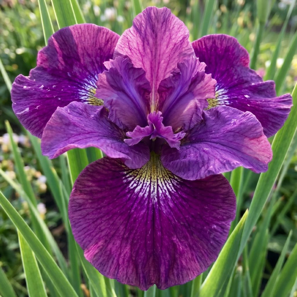 Iris sibirica Spindazzle - Siberian iris