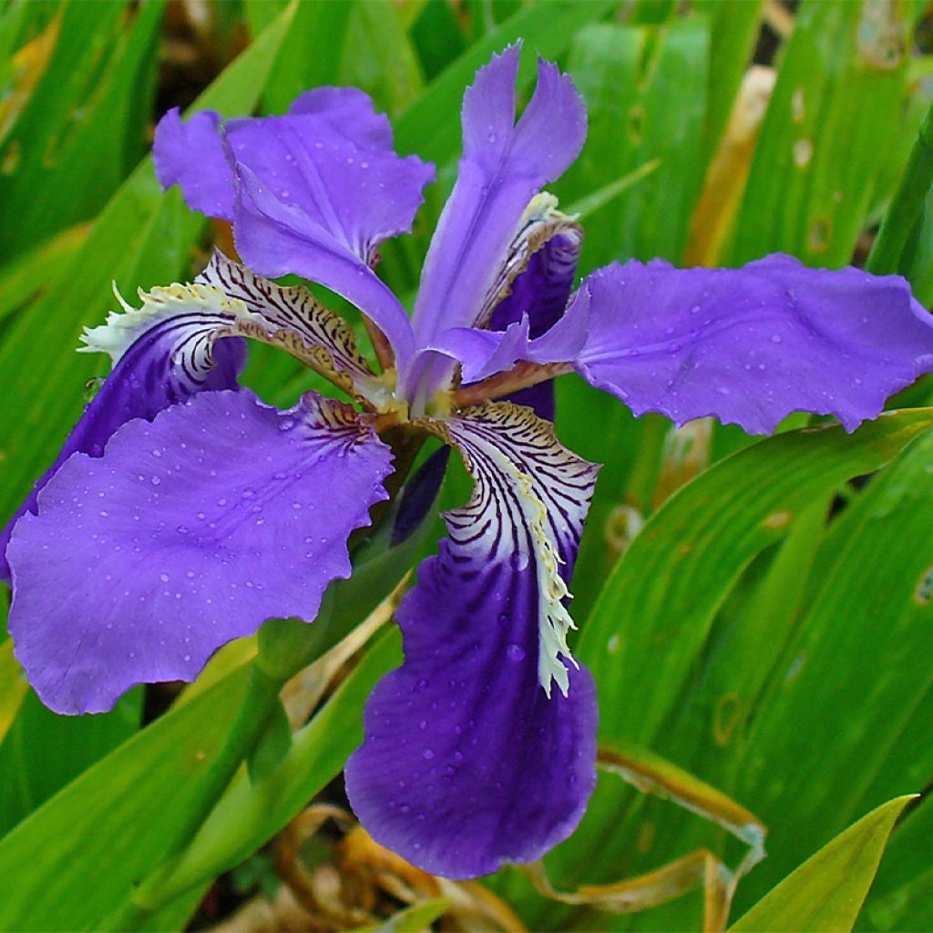 Iris tectorum