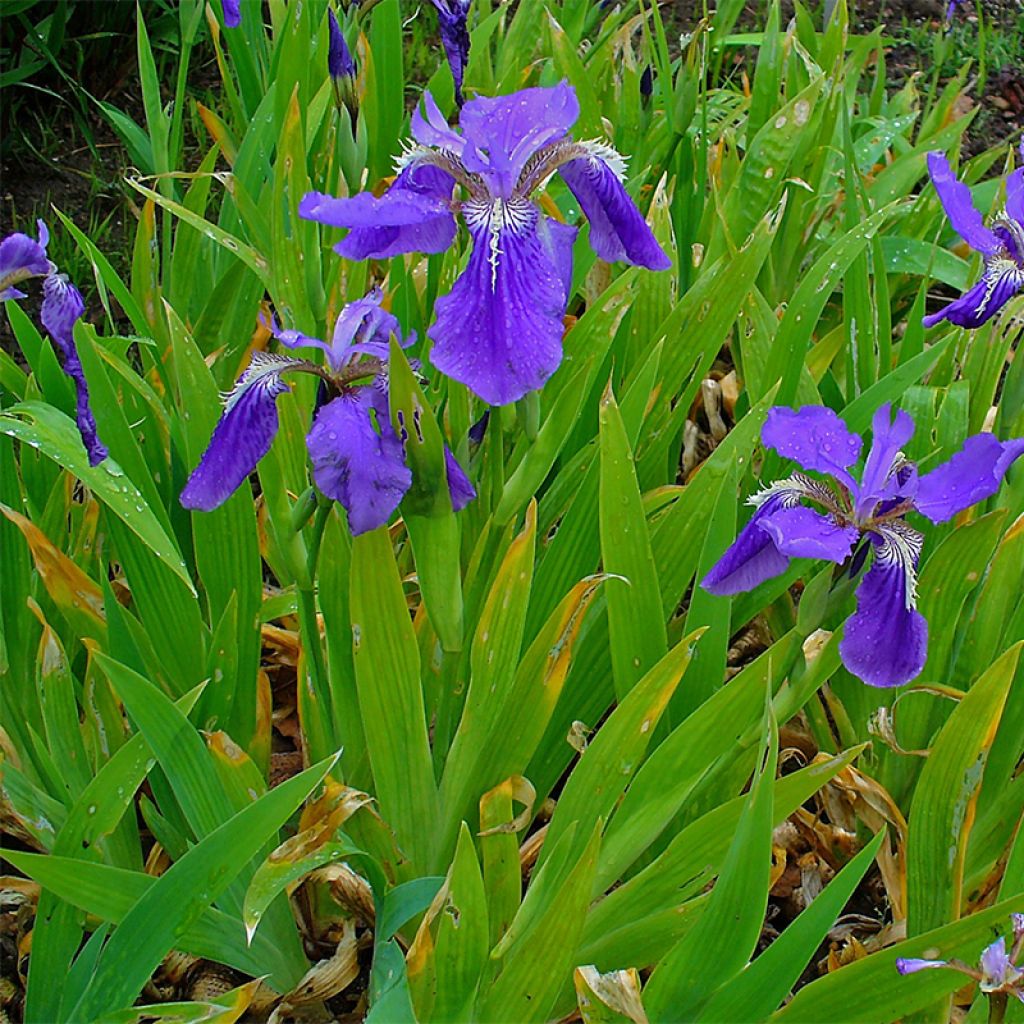 Iris tectorum