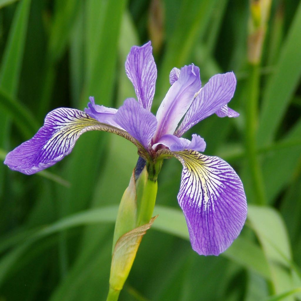 Iris versicolor - Water Iris