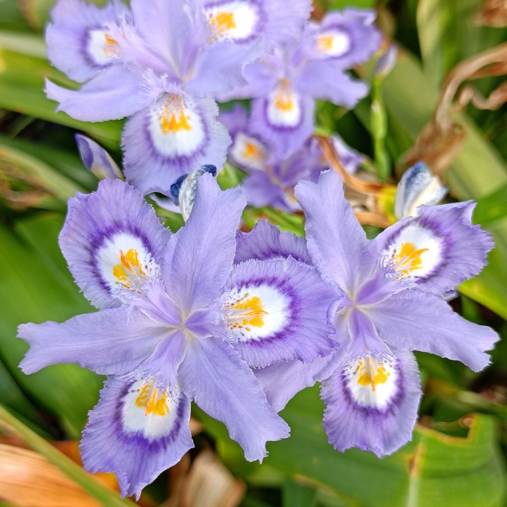 Iris confusa Martyn Rix