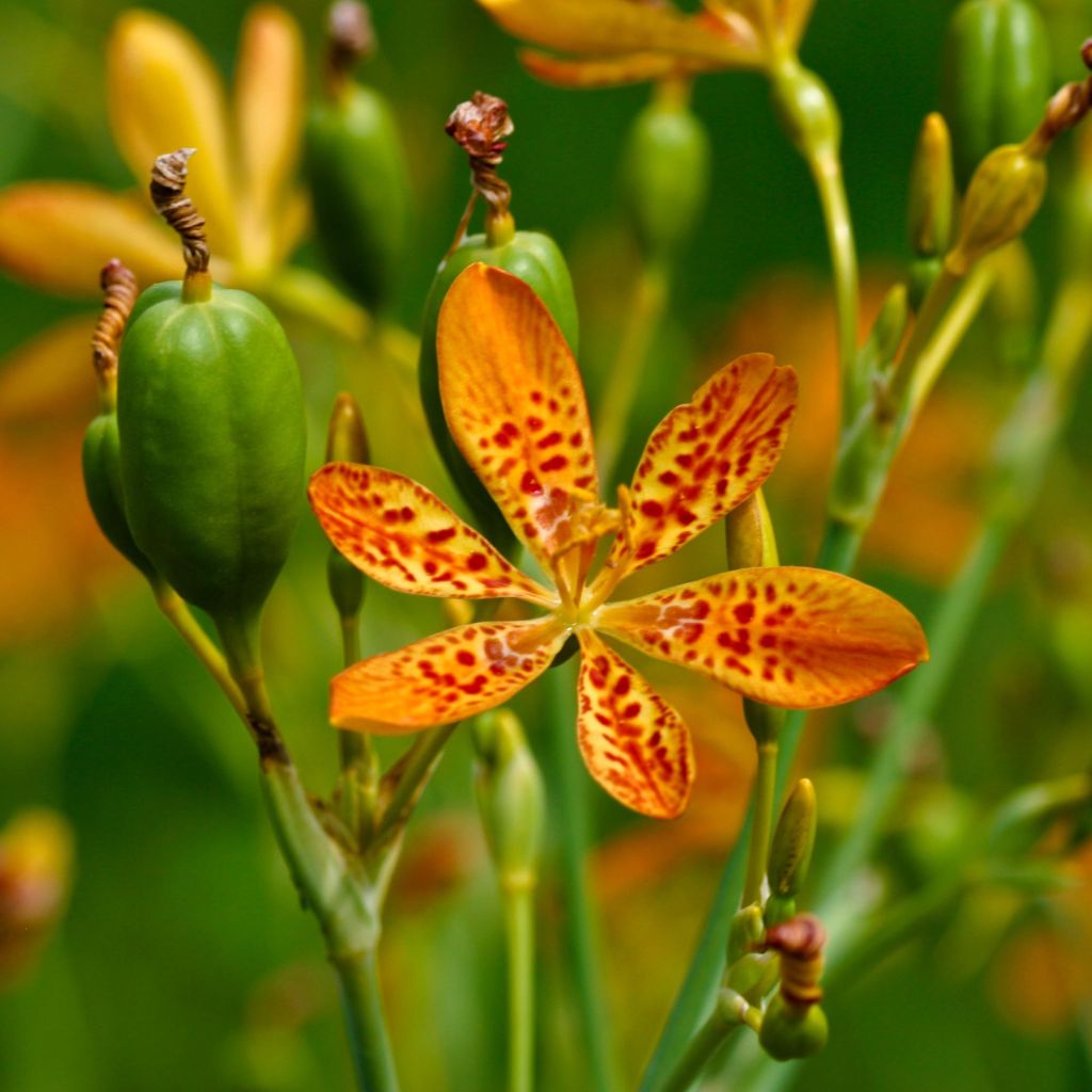 Belamcanda chinensis