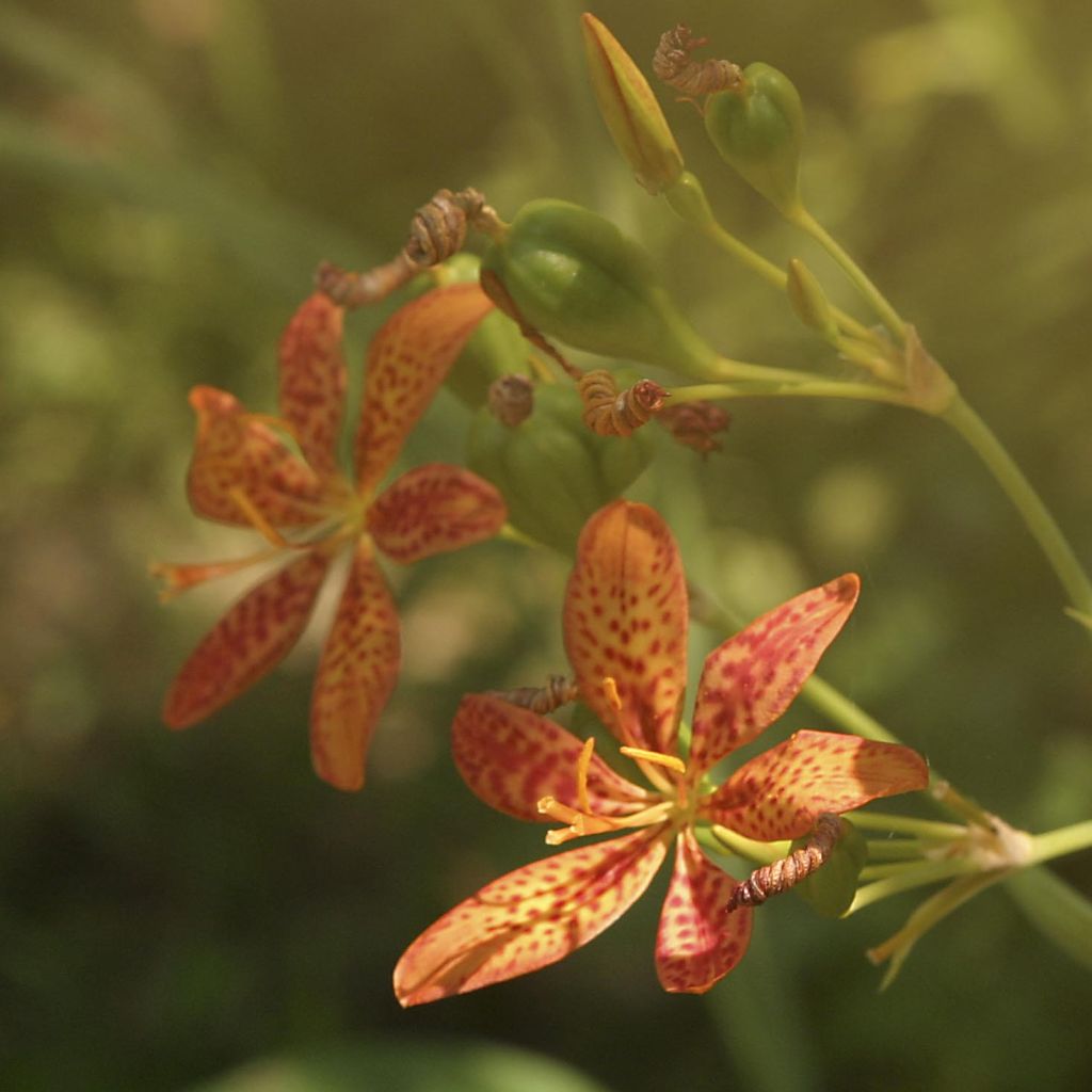 Belamcanda chinensis