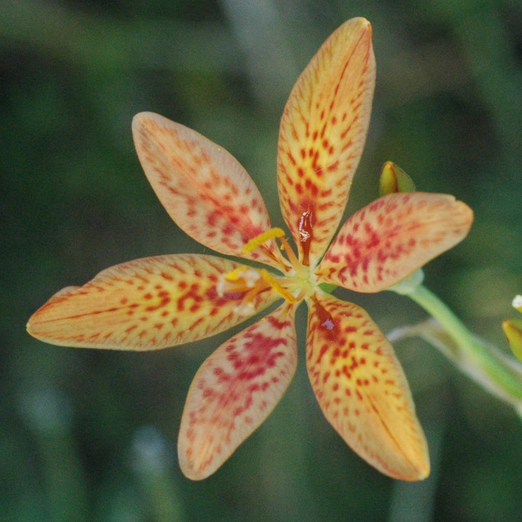 Belamcanda chinensis