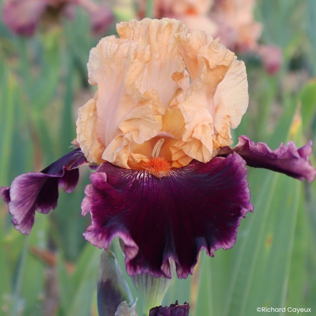Iris Nuance Royale - Tall bearded iris