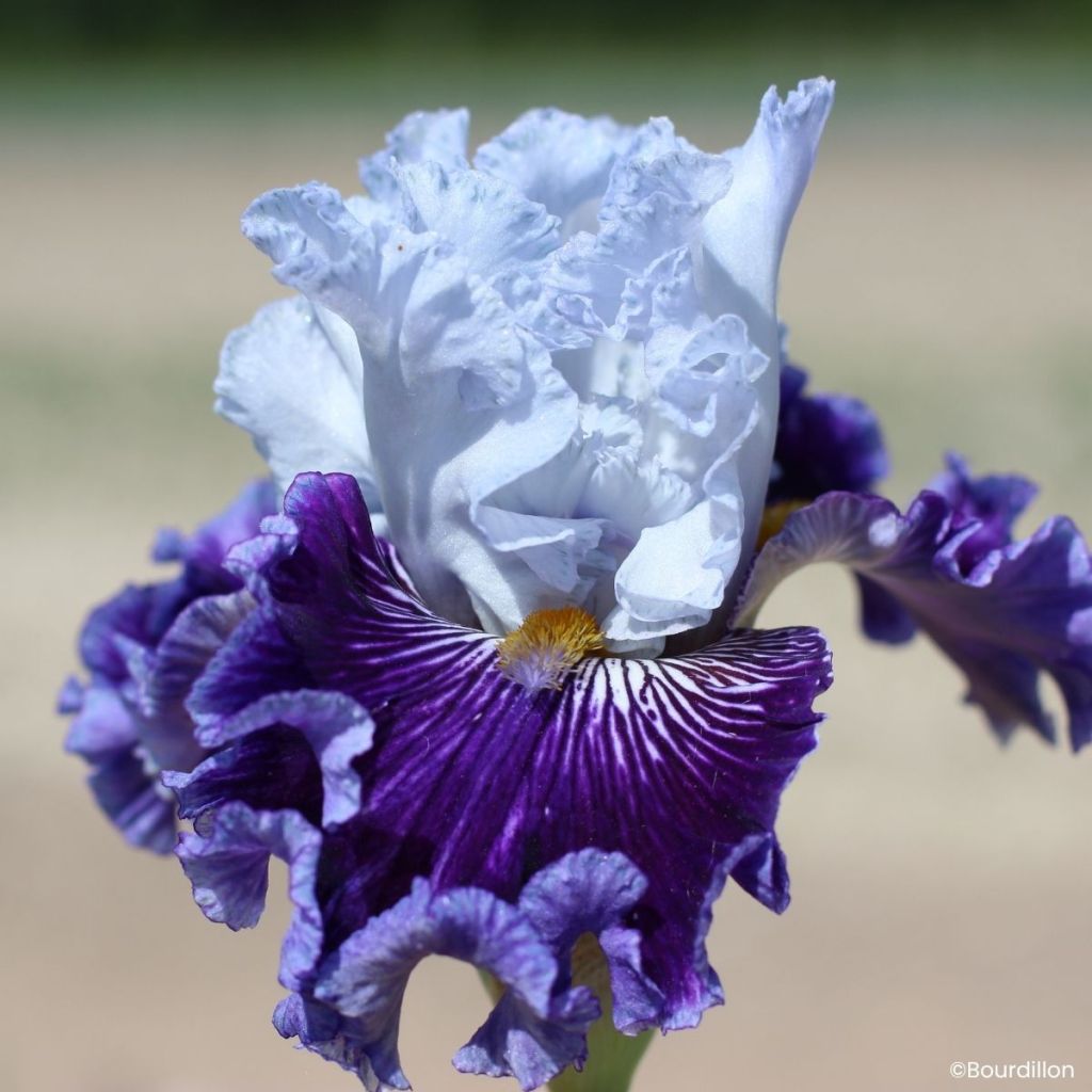 Iris Polar Shift - Tall bearded iris