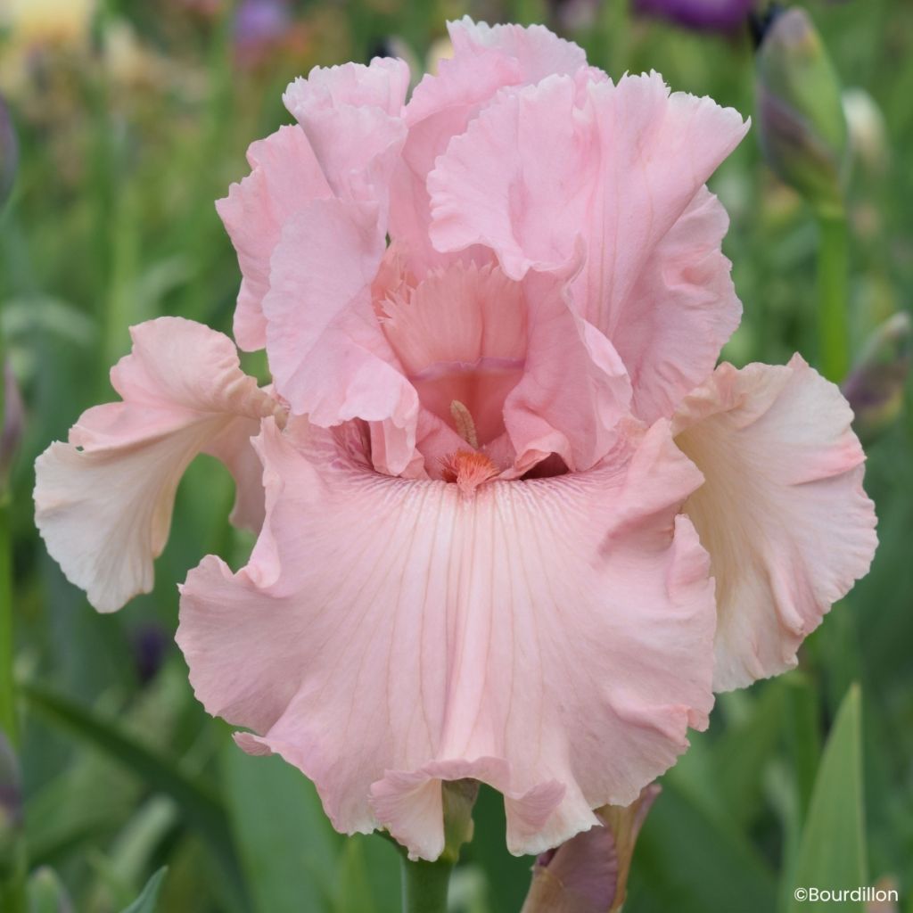 Iris germanica Star Appeal - Tall Bearded Iris