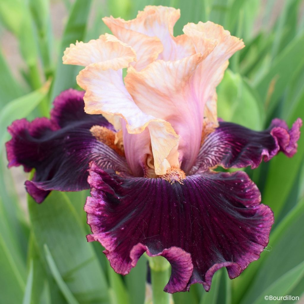 Iris germanica Vanilla Berry - Tall Bearded Iris