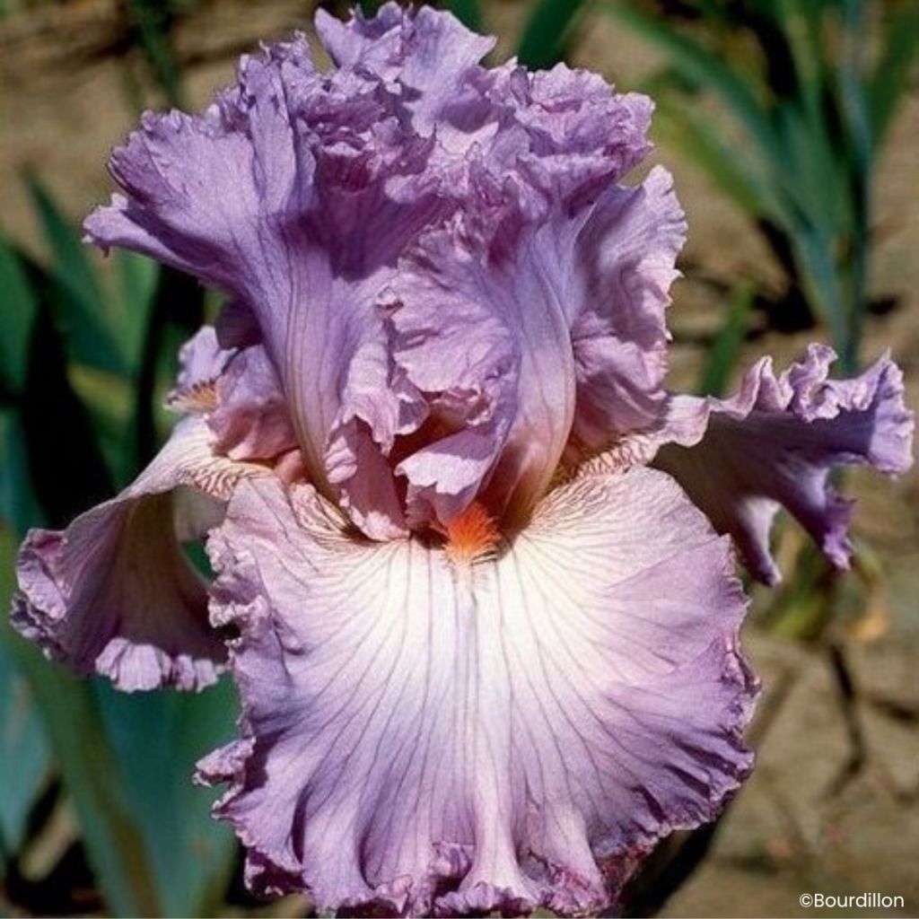 Iris germanica Vienna Waltz - Tall Bearded Iris