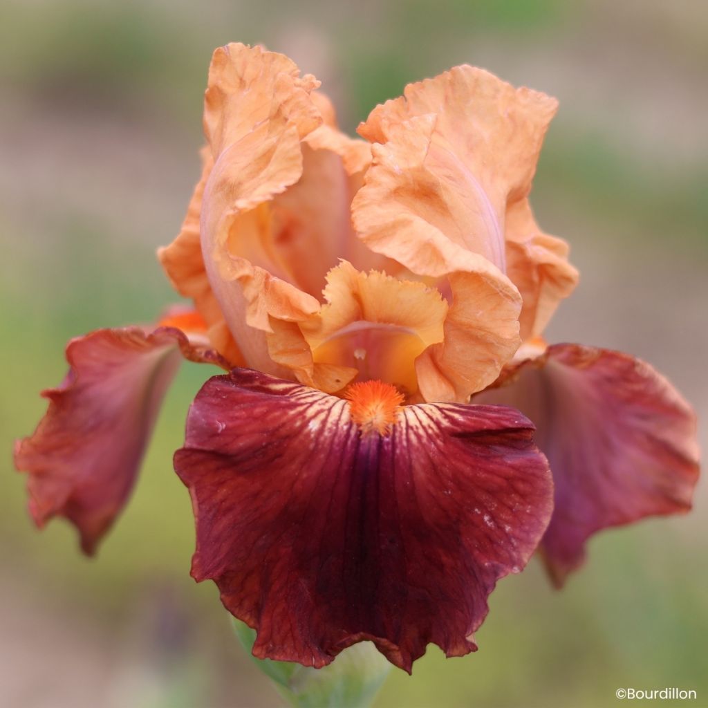 Iris germanica Apricot Toping - Bearded Iris