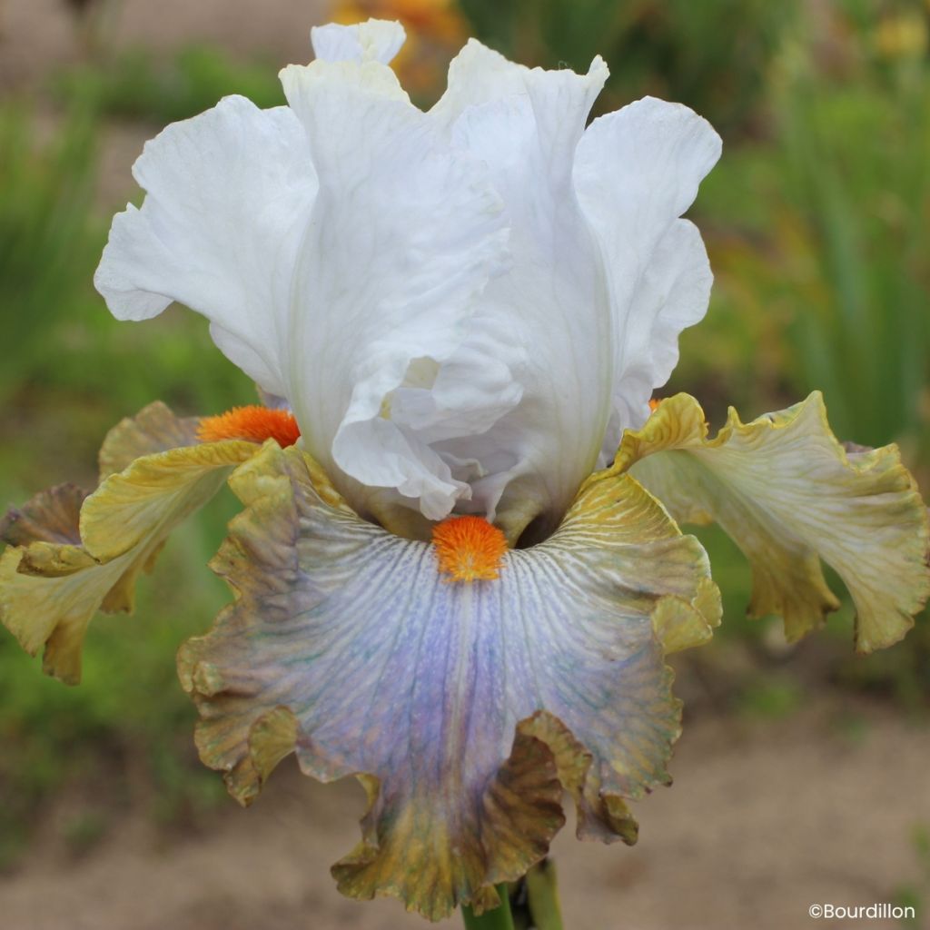 Iris Art du Camouflage - Tall bearded iris